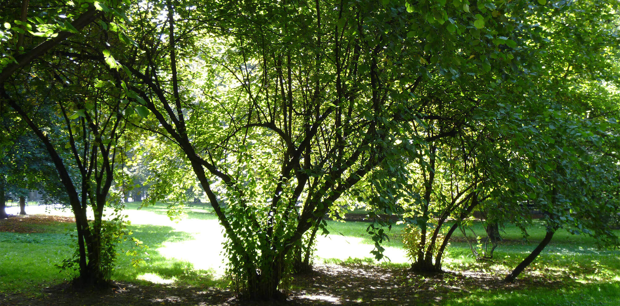 上橋菜穂子の公式サイト「木漏れ陽のもとで」